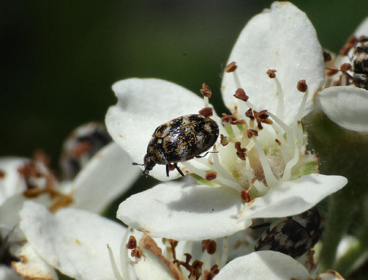 Anthrenus verbasci